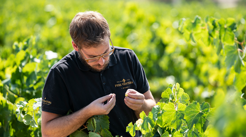 Grape checks in wine production process