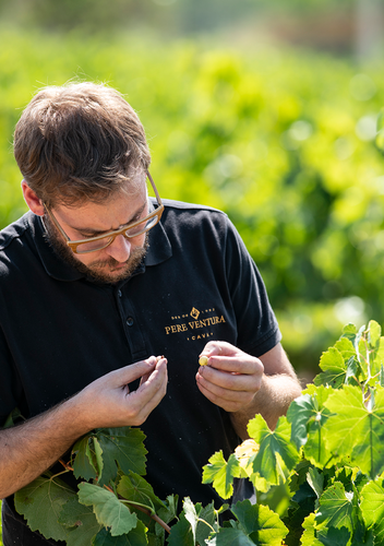 Grape checks in wine production process